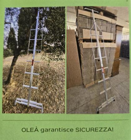 Scala Oleà per potatura - 6 gradini